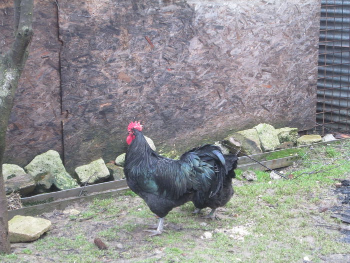 IMG_3497 - AUSTRALORP FAMILIA 1 2015