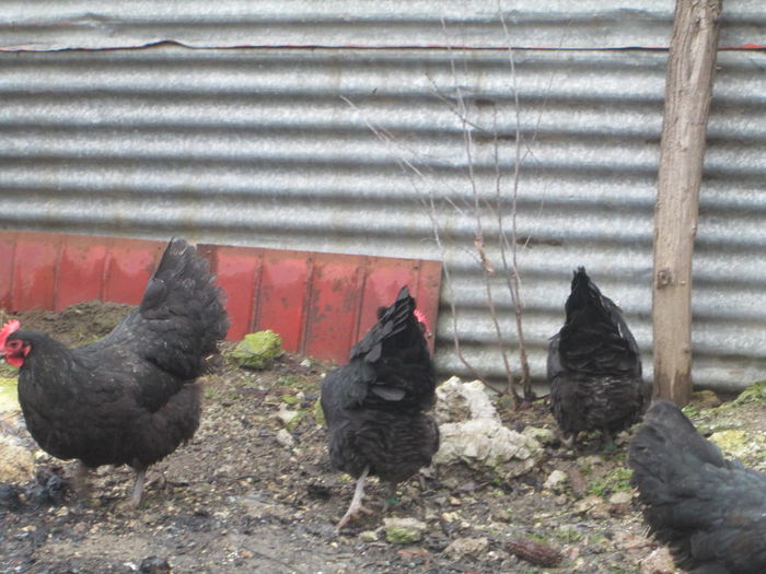 IMG_3498 - AUSTRALORP FAMILIA 1 2015