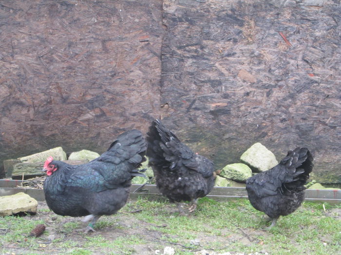 IMG_3504 - AUSTRALORP FAMILIA 1 2015