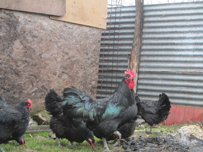 IMG_3509 - AUSTRALORP FAMILIA 1 2015