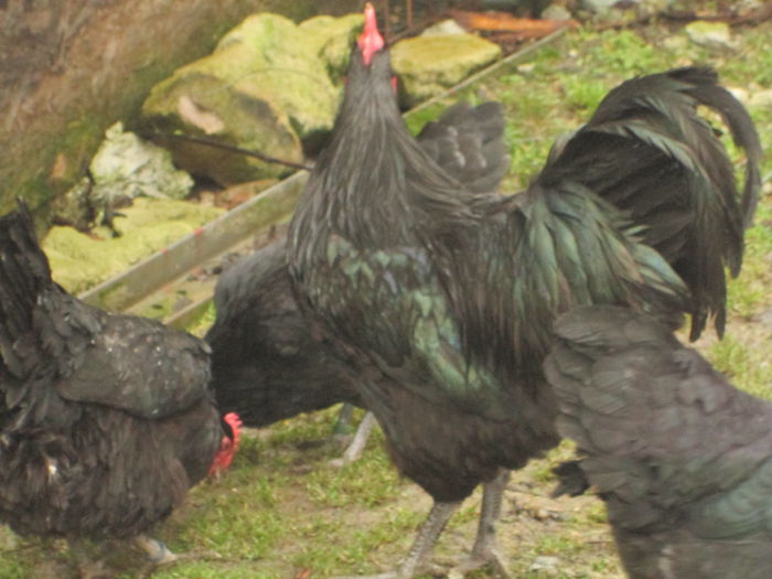 IMG_3567 - AUSTRALORP FAMILIA 2  2015