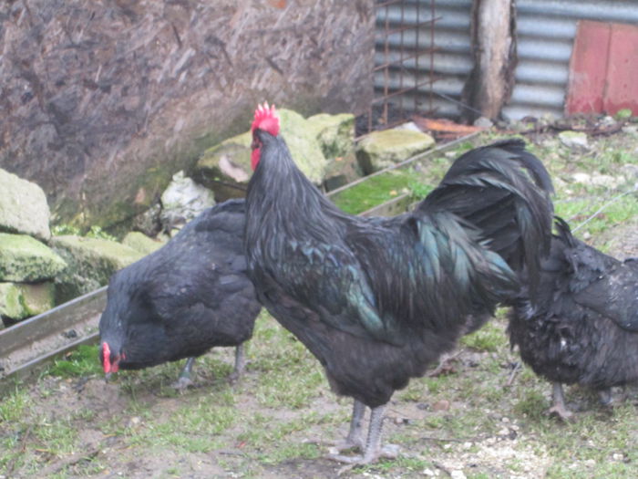 IMG_3568 - AUSTRALORP FAMILIA 2  2015