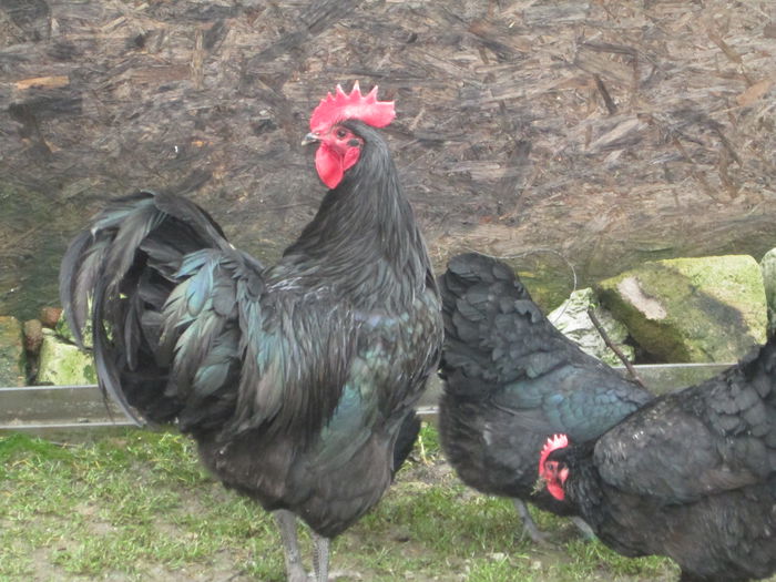 IMG_3570 - AUSTRALORP FAMILIA 2  2015