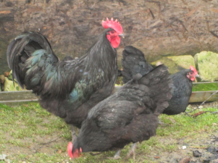 IMG_3571 - AUSTRALORP FAMILIA 2  2015