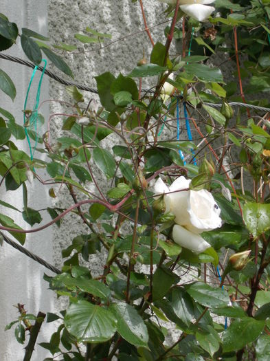 DSCN0671 - trandafiri 2015