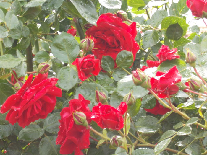 DSCN0672 - trandafiri 2015