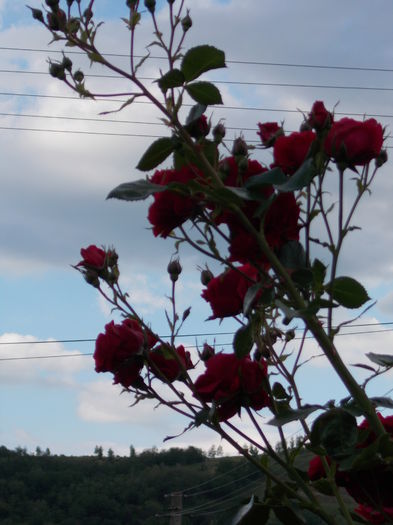 DSCN0702 - trandafiri 2015