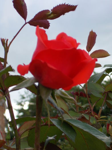 DSCN0704 - trandafiri 2015