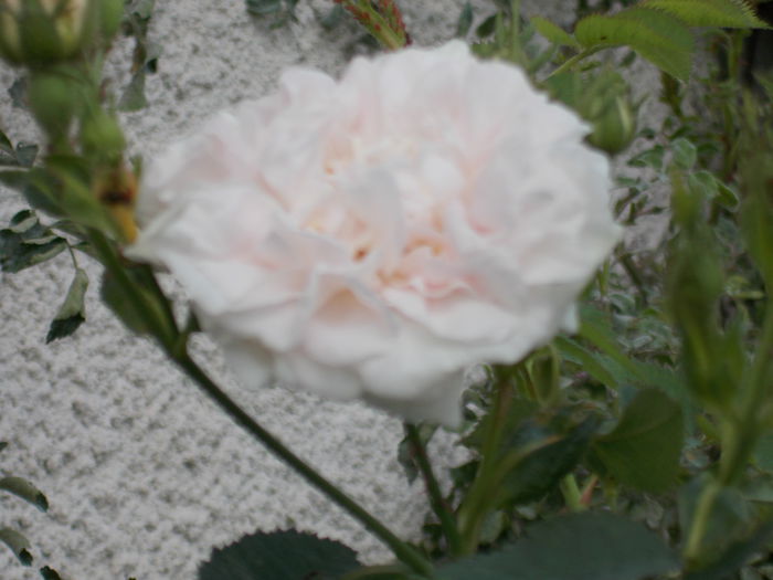 DSCN0705 - trandafiri 2015