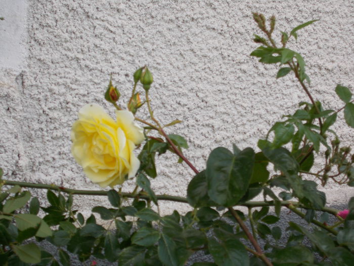 DSCN0724 - trandafiri 2015