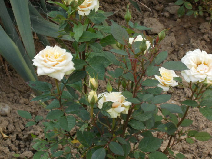 DSCN0726 (2) - trandafiri 2015