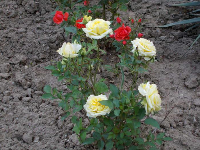 DSCN0728 (2) - trandafiri 2015