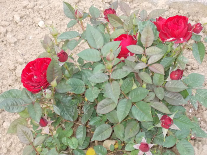 DSCN0732 - trandafiri 2015