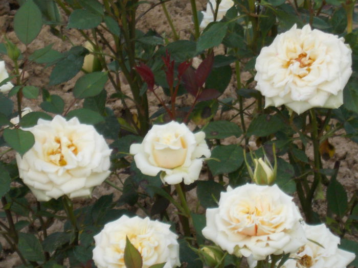 DSCN0736 - trandafiri 2015