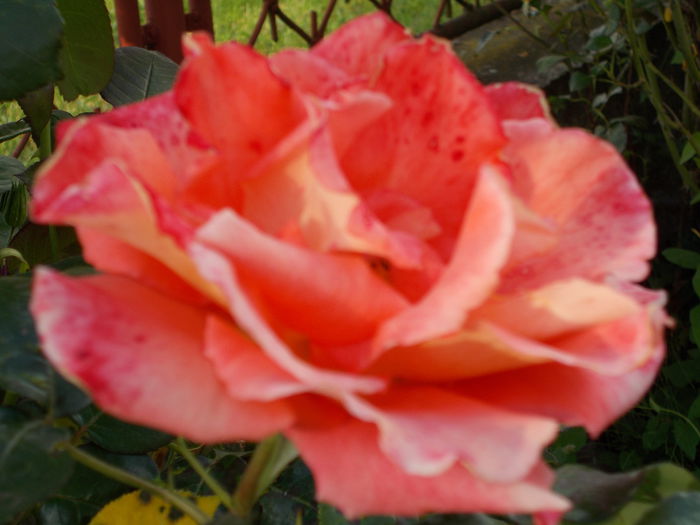 DSCN0752 - trandafiri 2015