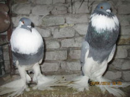 101749383_BZUFIKS - Matca Gusat de Pomerania pe 2015