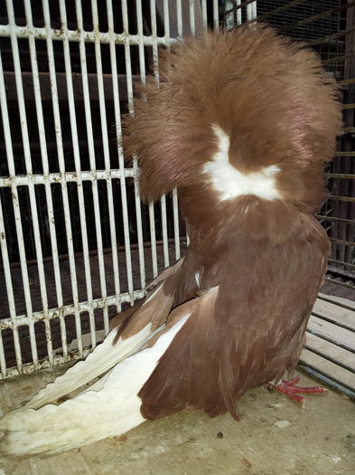 mascul 2009 - GULERATI matca pt 2015