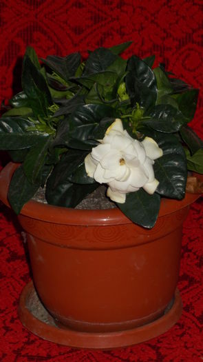 043  Gardenia - flori de ghiveci 2014