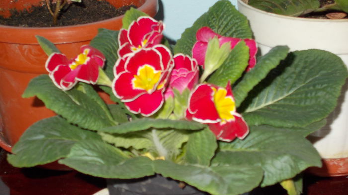 DSCN0462  Primula