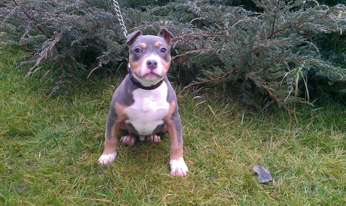 9 Kg - PITBULL BOLIO Tricolor blue mascul