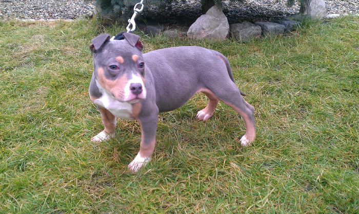 BOLIO - PITBULL BOLIO Tricolor blue mascul