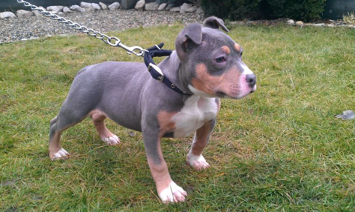 3 LUNI SI 12 ZILE - PITBULL BOLIO Tricolor blue mascul