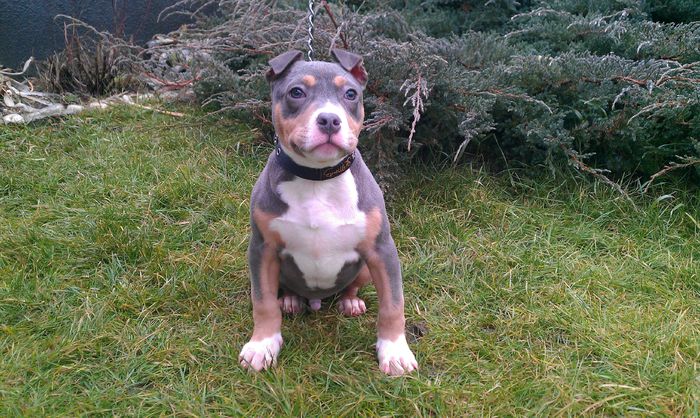 IMAG0699 - PITBULL BOLIO Tricolor blue mascul