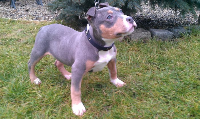 IMAG0684 - PITBULL BOLIO Tricolor blue mascul