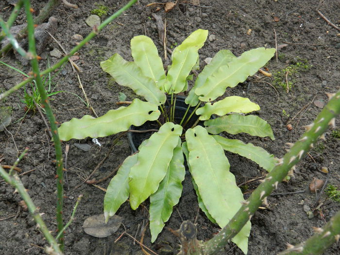 DSCN7690 - 2015_IANUARIE_ALBUM SPECIAL