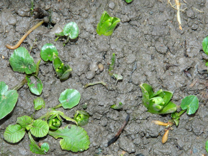 DSCN7695 - 2015_IANUARIE_ALBUM SPECIAL