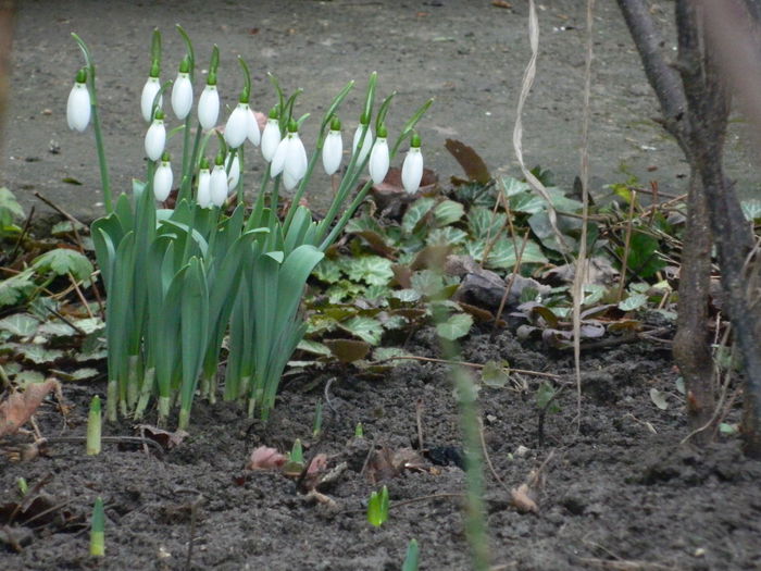 DSCN7700 - 2015_IANUARIE_ALBUM SPECIAL