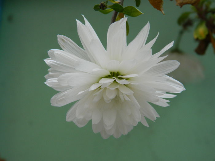 DSCN7702 - 2015_IANUARIE_ALBUM SPECIAL