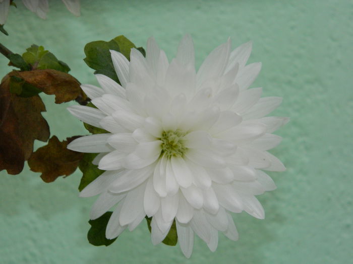 DSCN7710 - 2015_IANUARIE_ALBUM SPECIAL