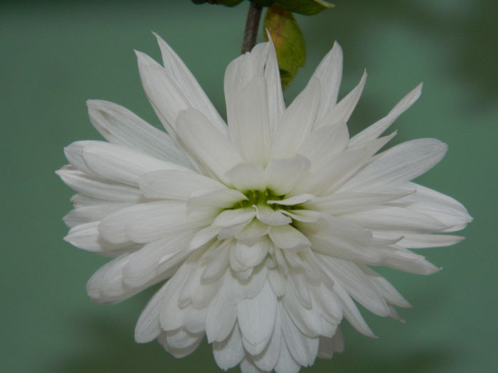 DSCN7711 - 2015_IANUARIE_ALBUM SPECIAL