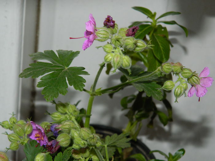 DSCN7729 - 2015_IANUARIE_ALBUM SPECIAL