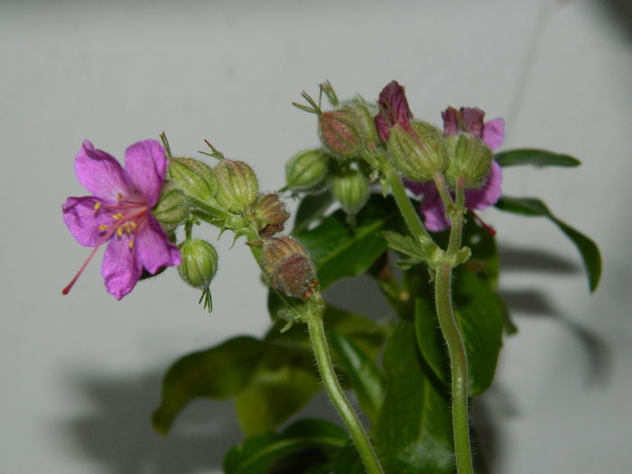 DSCN7731 - 2015_IANUARIE_ALBUM SPECIAL