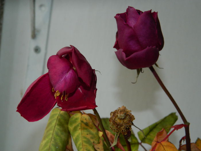 DSCN7739 - 2015_IANUARIE_ALBUM SPECIAL