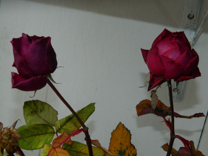 DSCN7741 - 2015_IANUARIE_ALBUM SPECIAL