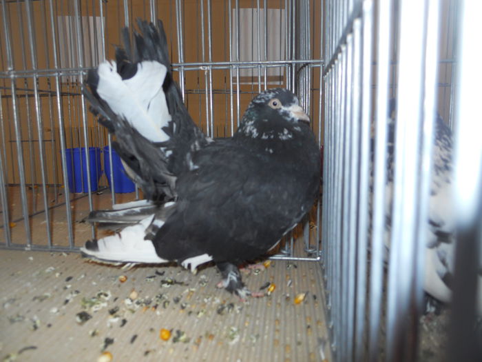 constanta2015 049 - 1533 Expo Constanta 2015