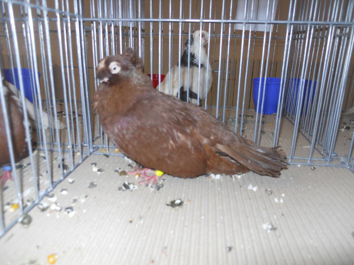 constanta2015 051 - 1533 Expo Constanta 2015