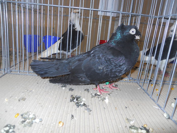 constanta2015 052 - 1533 Expo Constanta 2015