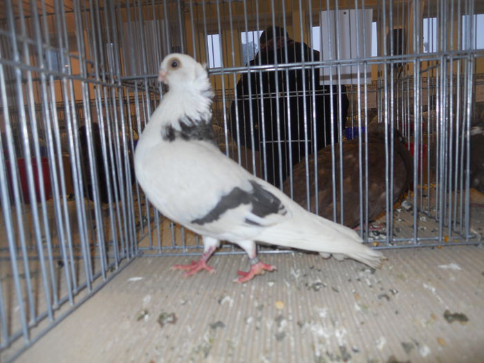 constanta2015 060 - 1533 Expo Constanta 2015