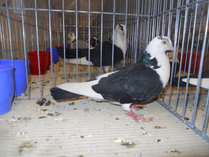 constanta2015 061 - 1533 Expo Constanta 2015