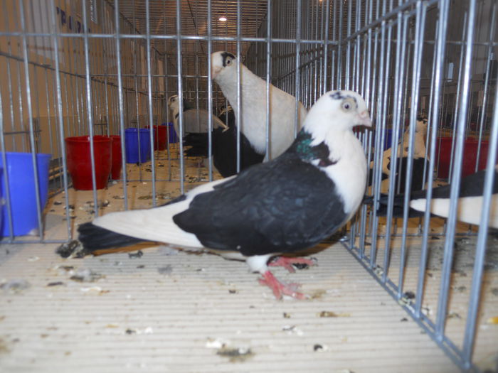 constanta2015 062 - 1533 Expo Constanta 2015