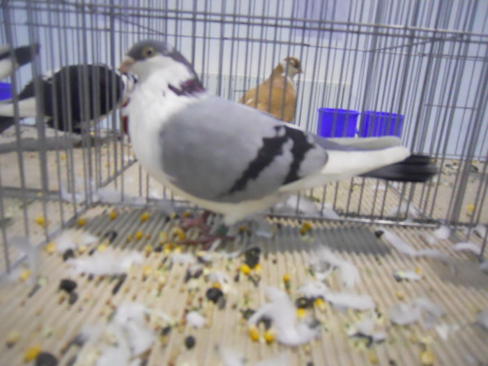 constanta2015 063 - 1533 Expo Constanta 2015