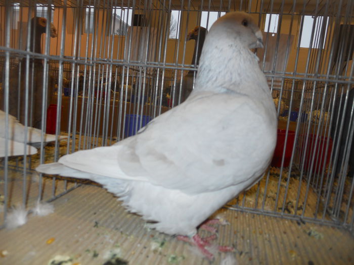 constanta2015 065 - 1533 Expo Constanta 2015