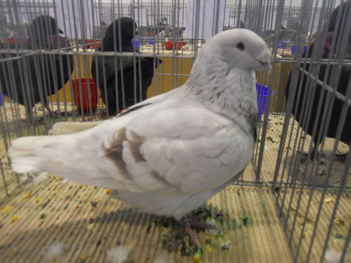 constanta2015 067 - 1533 Expo Constanta 2015