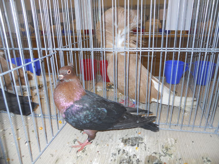 constanta2015 071 - 1533 Expo Constanta 2015