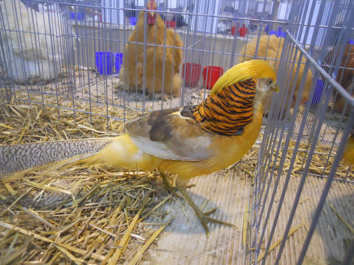 constanta2015 100 - 1533 Expo Constanta 2015