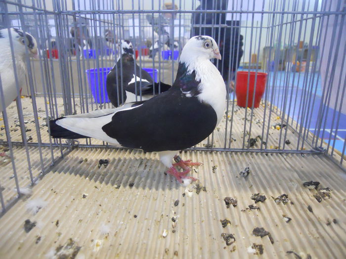 constanta2015 104 - 1533 Expo Constanta 2015